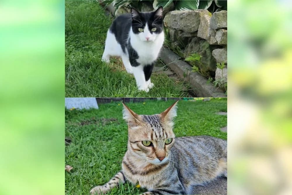 Silvestro + Tigro, male young Mixed Breed for adoption at STREUNERHerzen e.V., Köln