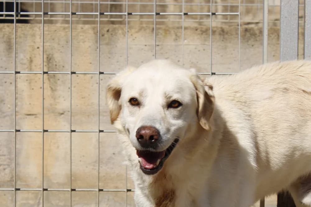 Teseo, male 7yo Labrador Retriever for adoption at STREUNERHerzen e.V., Köln