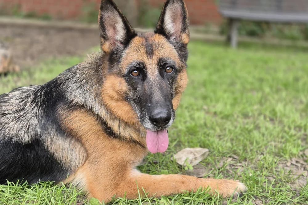 Alma, female 7yo German Shepherd for adoption at STREUNERHerzen e.V., Köln