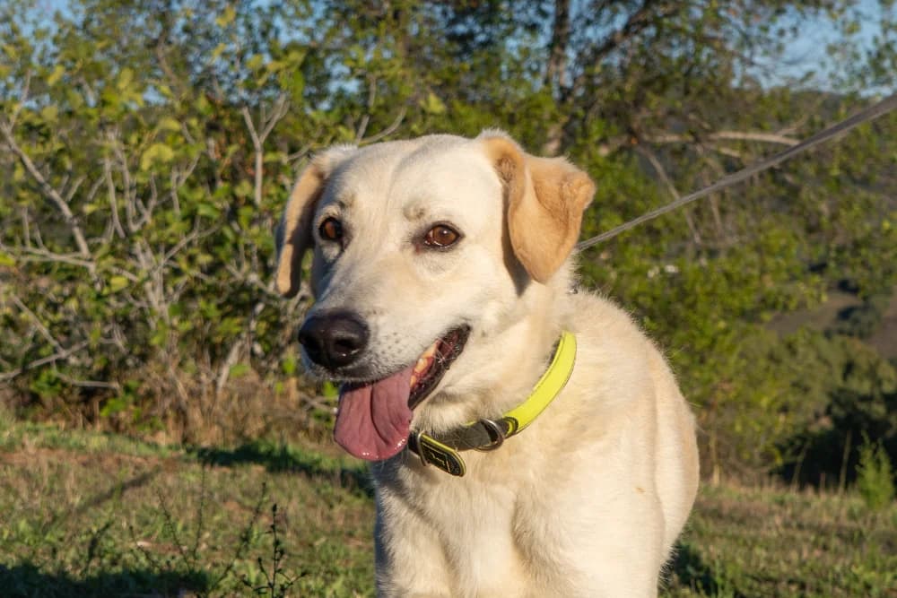 Pluto, male 4yo Mixed Breed for adoption at STREUNERHerzen e.V., Köln