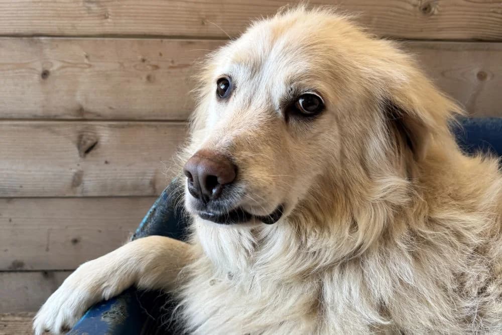 Miro, male 7yo Mixed Breed for adoption at STREUNERHerzen e.V., Köln
