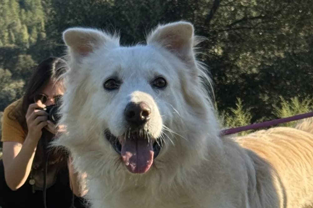 Poseidone, male 7yo Mixed Breed for adoption at STREUNERHerzen e.V., Köln