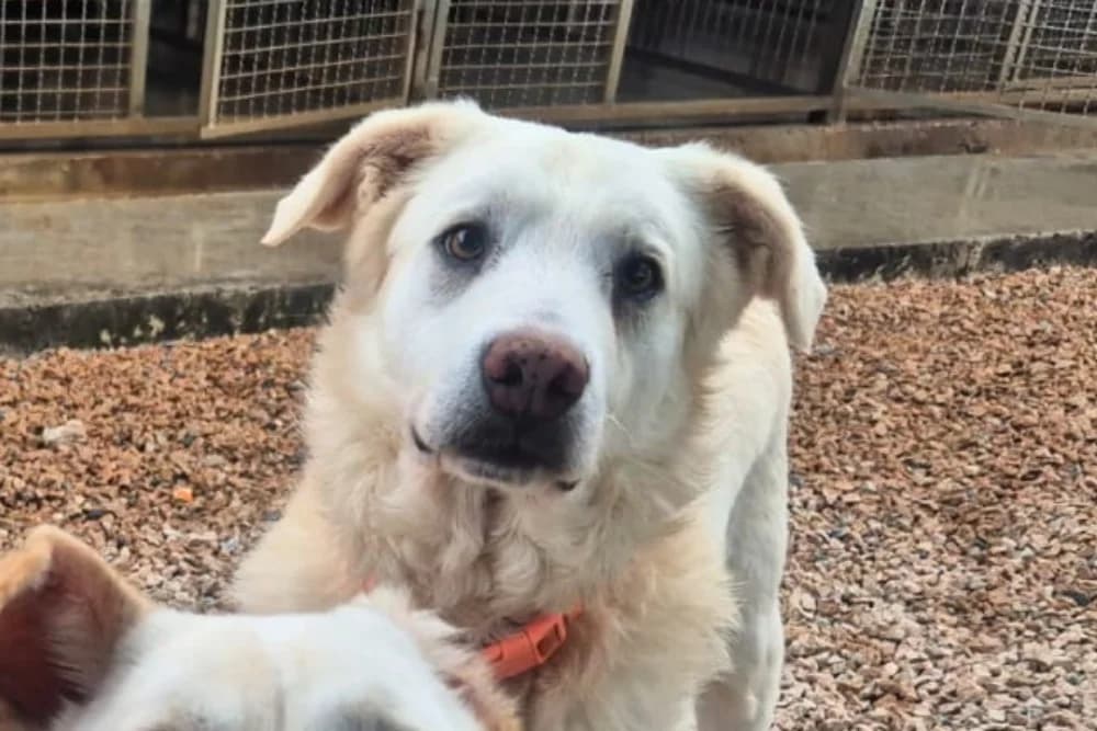 Toto, male 5yo Mixed Breed for adoption at STREUNERHerzen e.V., Köln