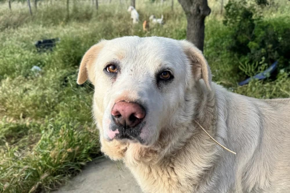 Ciro, male 5yo Mixed Breed for adoption at STREUNERHerzen e.V., Köln