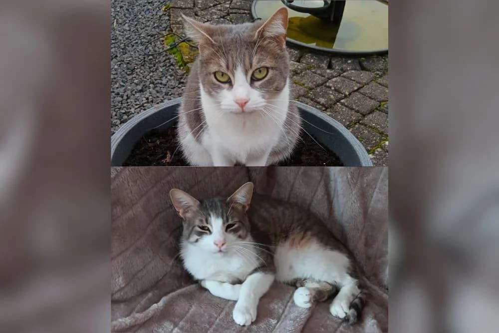 Patty + Francesco, female 3yo mixed breed for adoption at STREUNERHerzen e.V., Köln