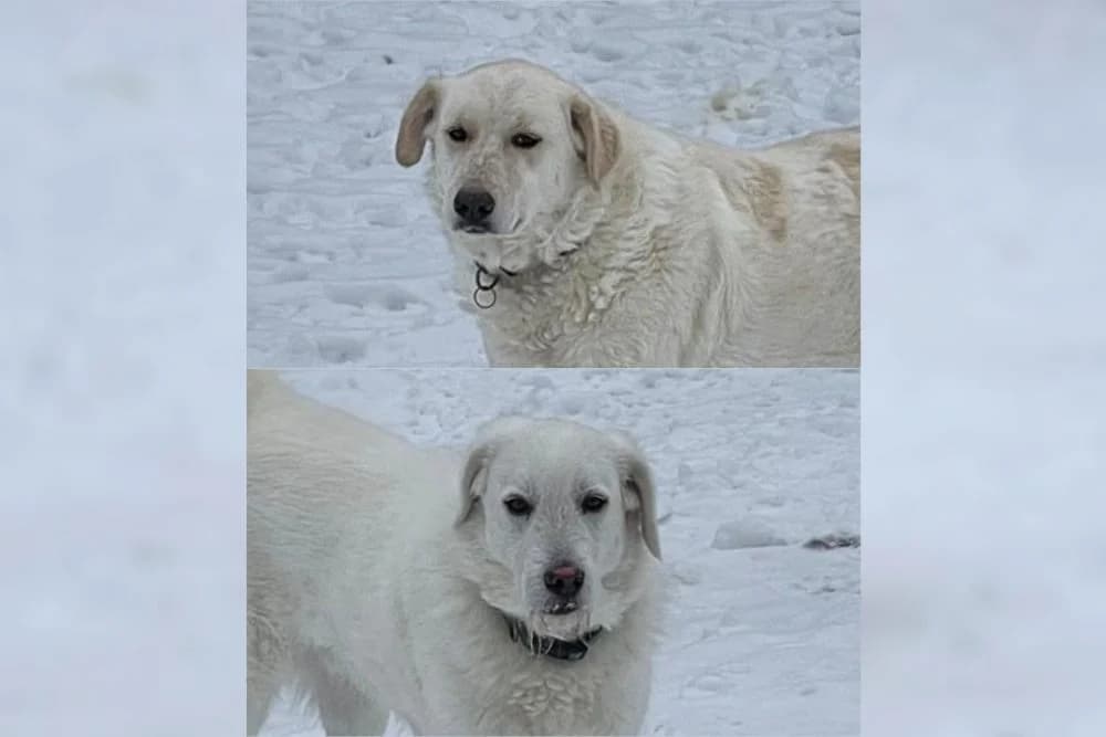 Ulrike + Uriel Bianco, female 6yo Mixed Breed for adoption at STREUNERHerzen e.V., Köln