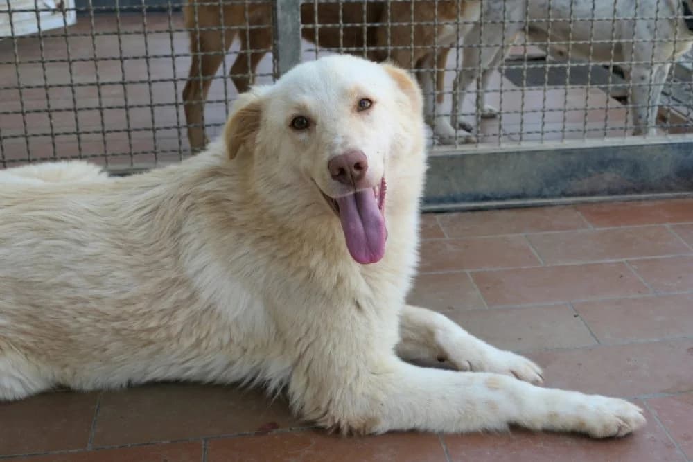 Michelle, female young Mixed Breed for adoption at STREUNERHerzen e.V., Köln