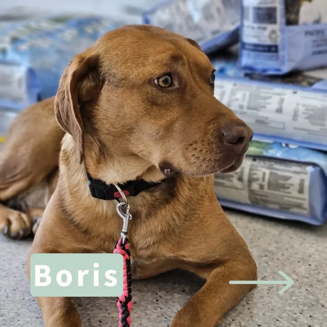 Boris, male 3yo Mixed Breed for adoption at Tatzencrew e.V., Neuhausen