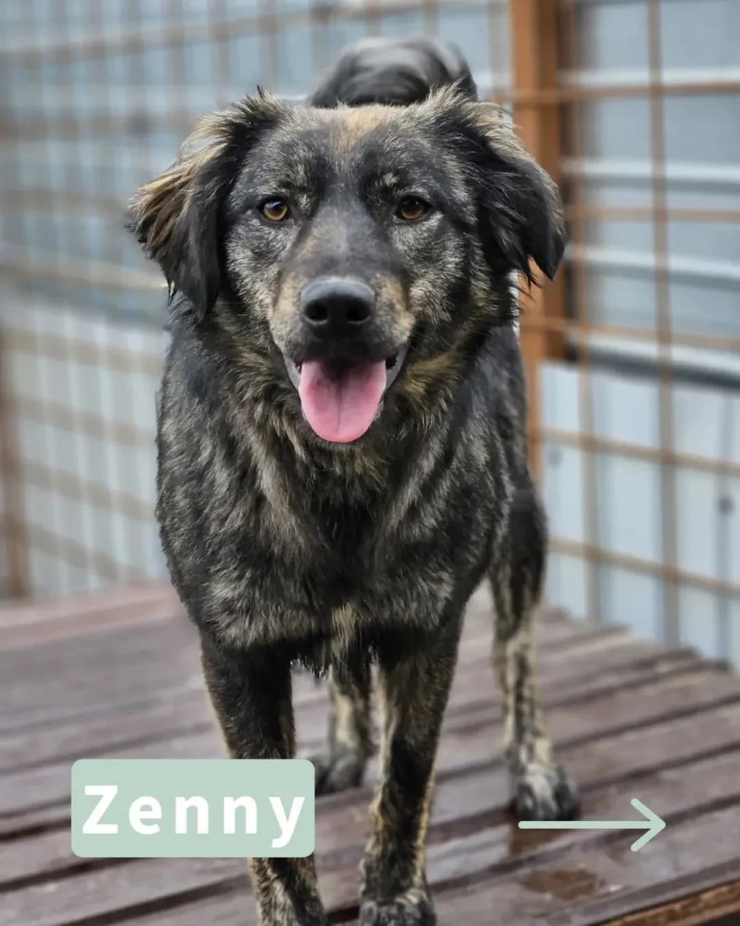 Zenny, female puppy Mixed Breed for adoption at Tatzencrew e.V., Neuhausen