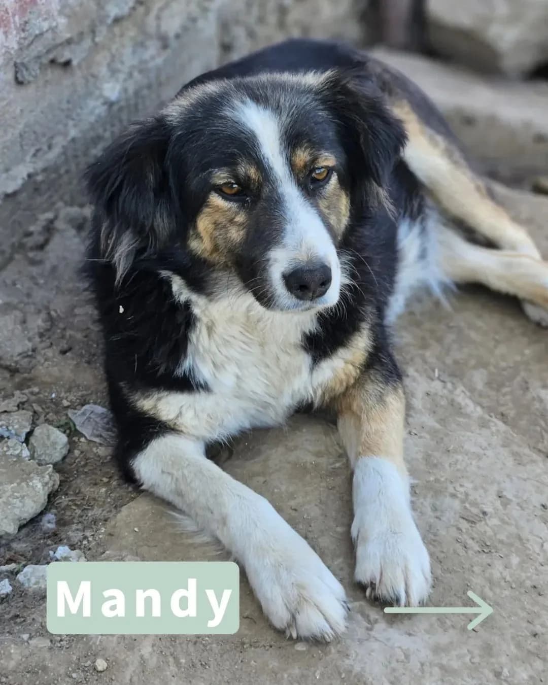 Mandy, female puppy Mixed Breed for adoption at Tatzencrew e.V., Neuhausen