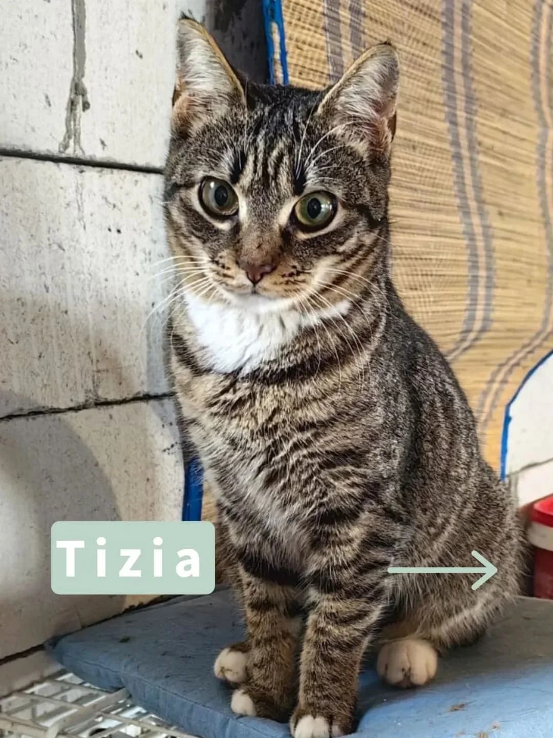 Tizia, female young Mixed Breed for adoption at Tatzencrew e.V., Neuhausen