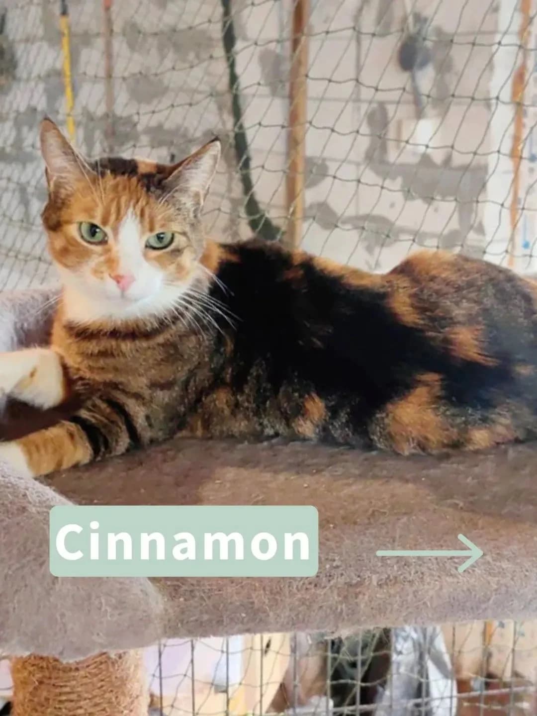 Cinnamon, female 3yo Mixed Breed for adoption at Tatzencrew e.V., Neuhausen