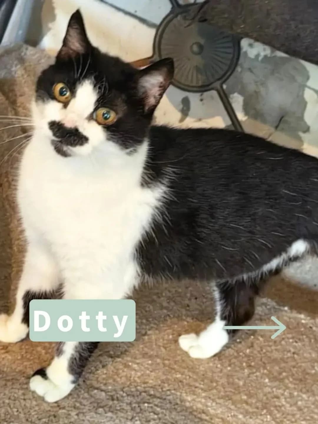 Dotty, female 6yo Mixed Breed for adoption at Tatzencrew e.V., Neuhausen