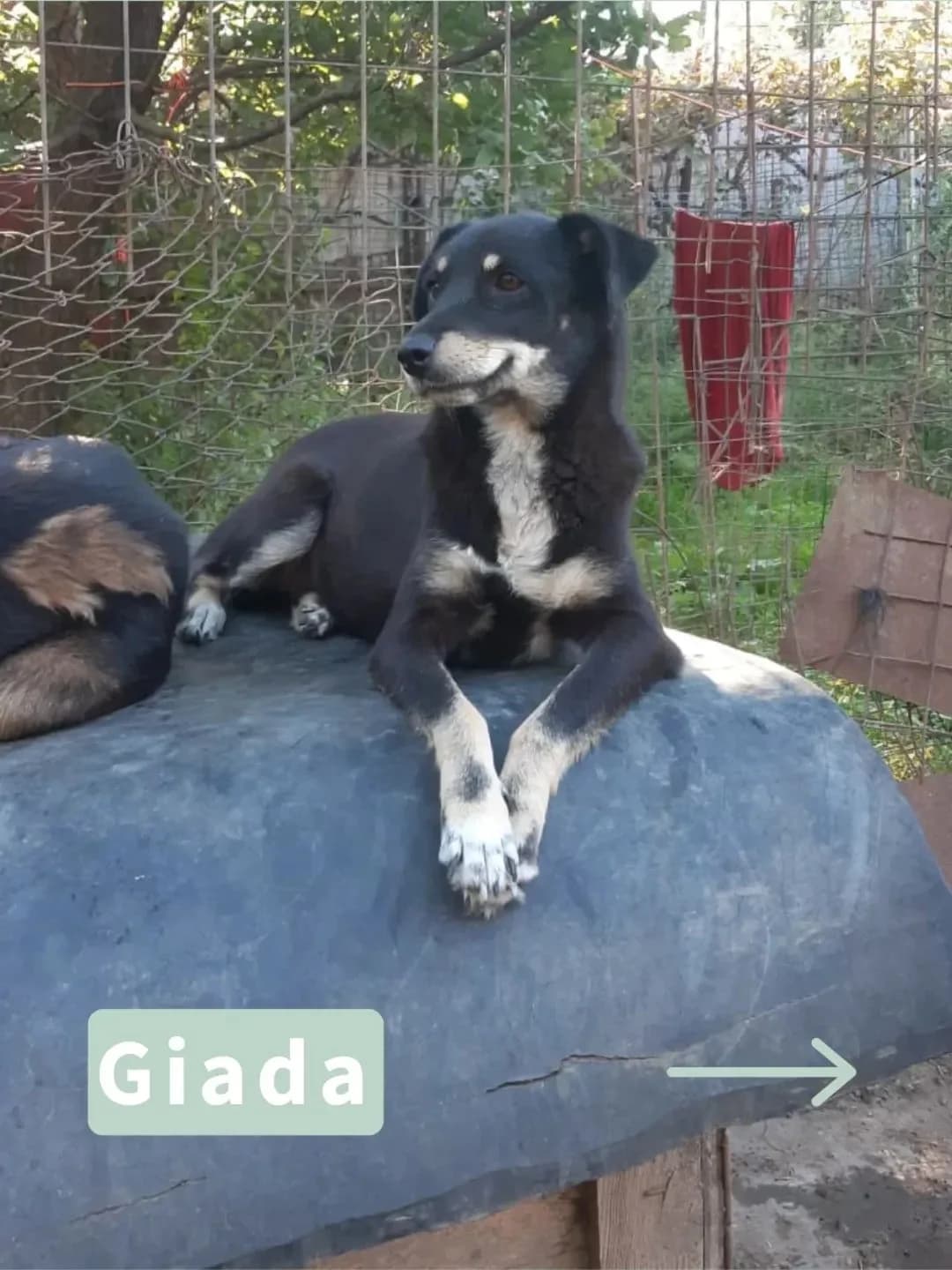 Giada, female puppy Mixed Breed for adoption at Tatzencrew e.V., Neuhausen