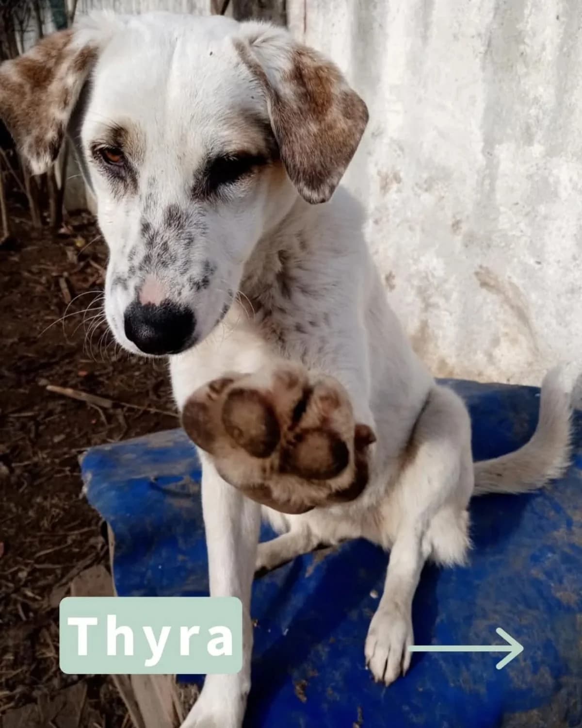 Thyra, female puppy Mixed Breed for adoption at Tatzencrew e.V., Neuhausen