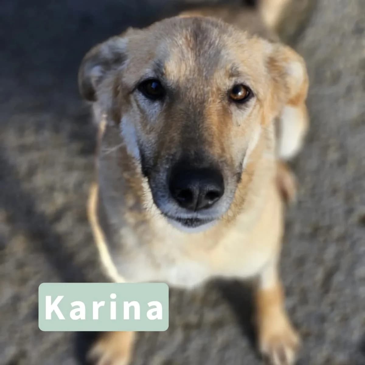 Karina, female puppy Mixed Breed for adoption at Tatzencrew e.V., Neuhausen
