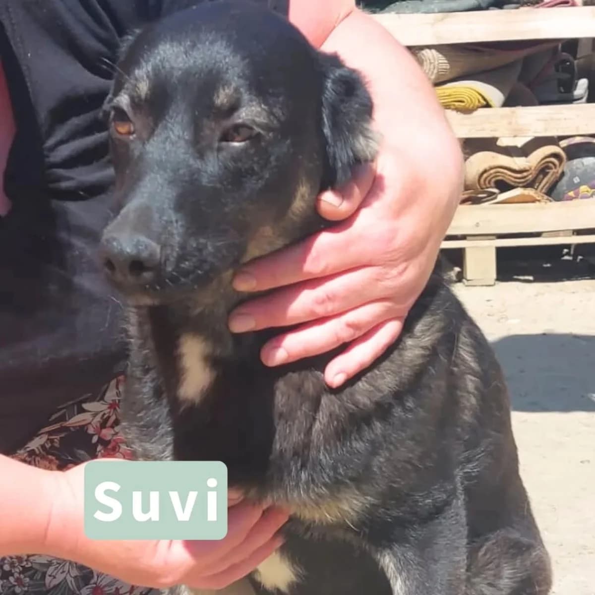 Suvi, female puppy Mixed Breed for adoption at Tatzencrew e.V., Neuhausen