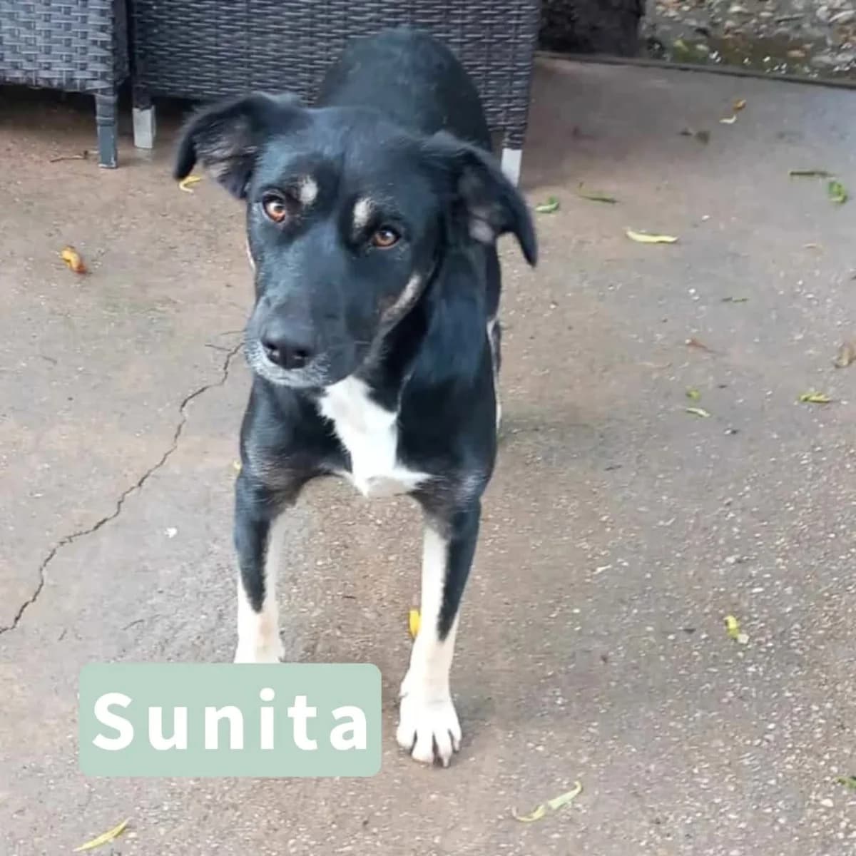 Sunita, female puppy Mixed Breed for adoption at Tatzencrew e.V., Neuhausen