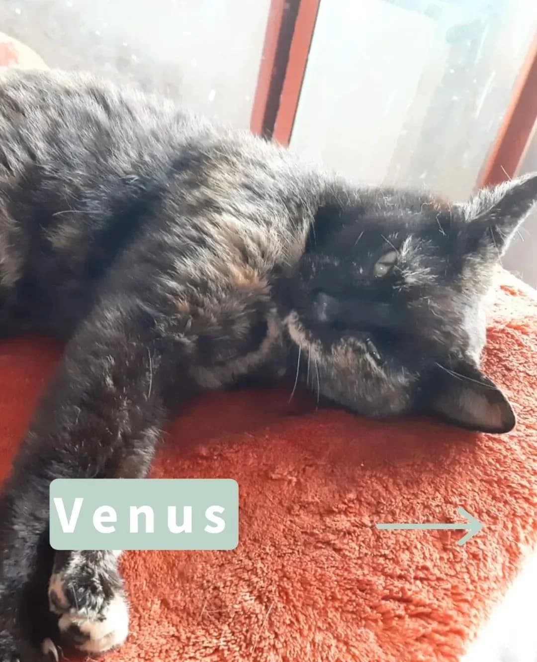 Venus, female puppy Mixed Breed for adoption at Tatzencrew e.V., Neuhausen