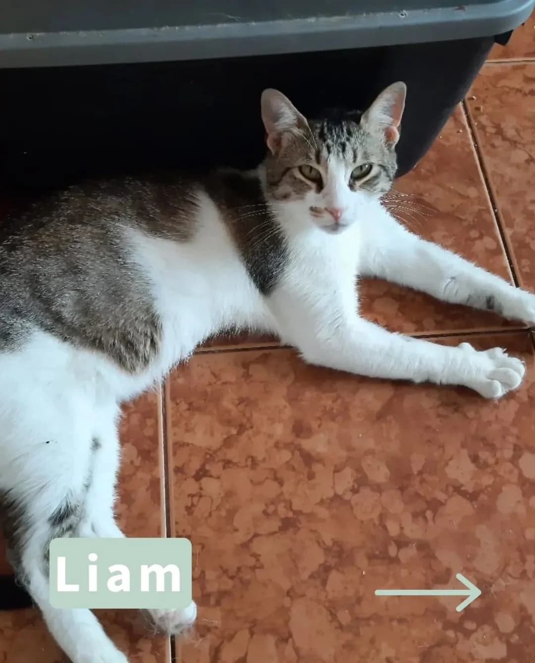 Liam, male puppy Mixed Breed for adoption at Tatzencrew e.V., Neuhausen