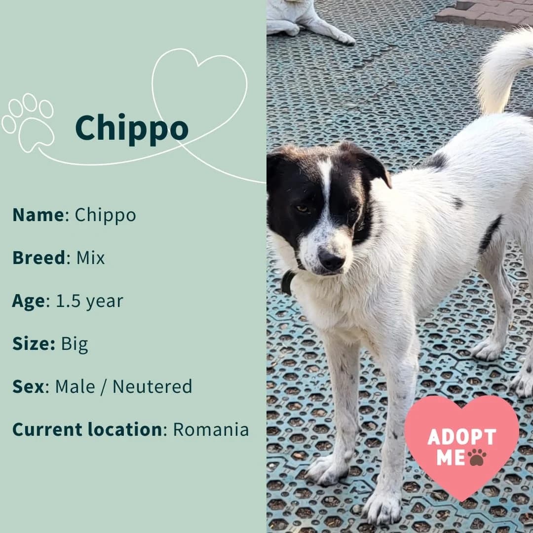 Chippo, male 3yo Mixed Breed for adoption at Tatzencrew e.V., Neuhausen