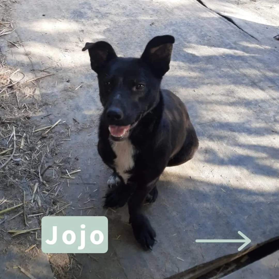Jojo, female puppy Mixed Breed for adoption at Tatzencrew e.V., Neuhausen
