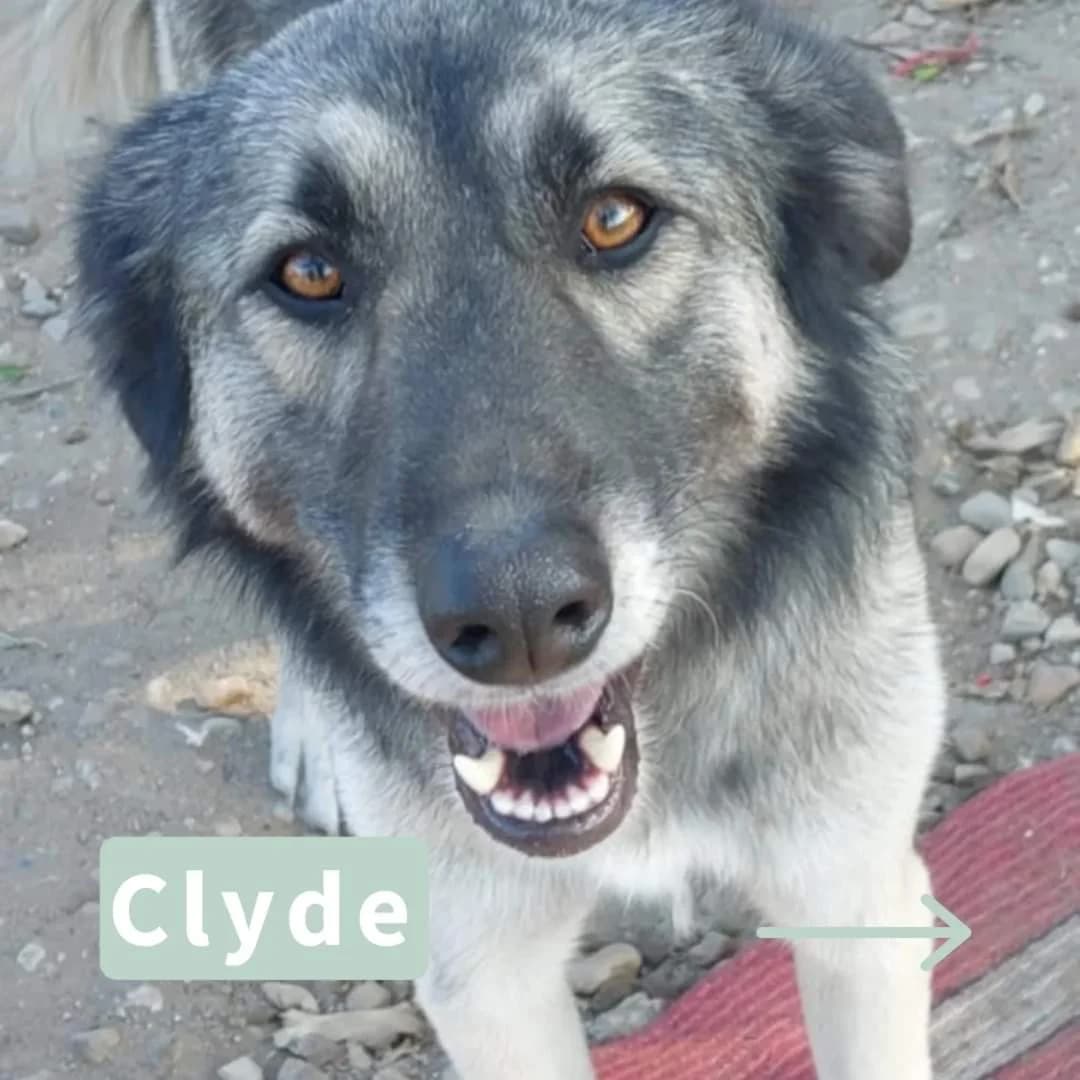 Clyde, male puppy Mixed Breed for adoption at Tatzencrew e.V., Neuhausen
