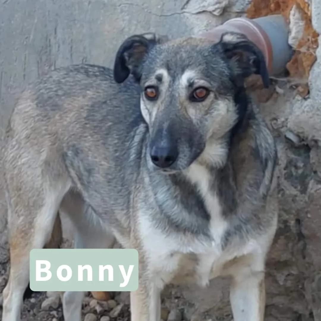 Bonny, female puppy Mixed Breed for adoption at Tatzencrew e.V., Neuhausen