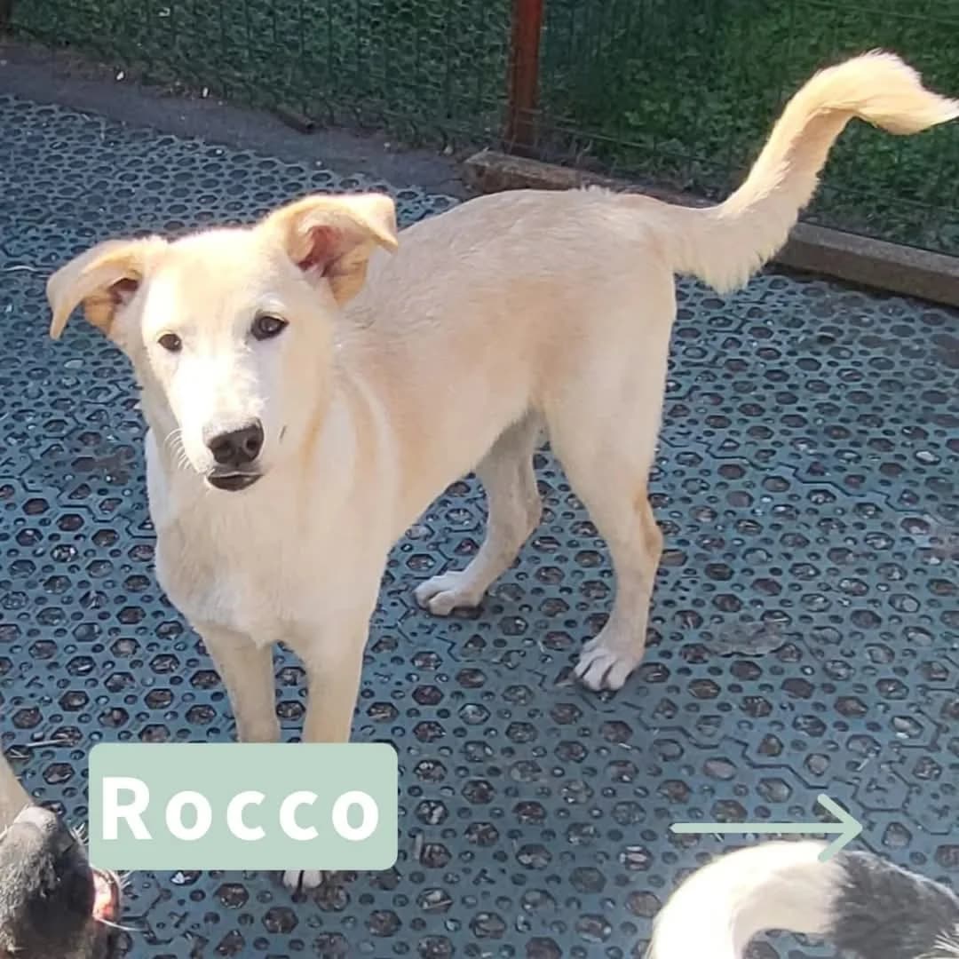Rocco, male puppy Mixed Breed for adoption at Tatzencrew e.V., Neuhausen