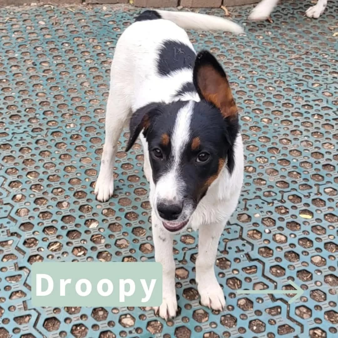 Droopy, male puppy Mixed Breed for adoption at Tatzencrew e.V., Neuhausen