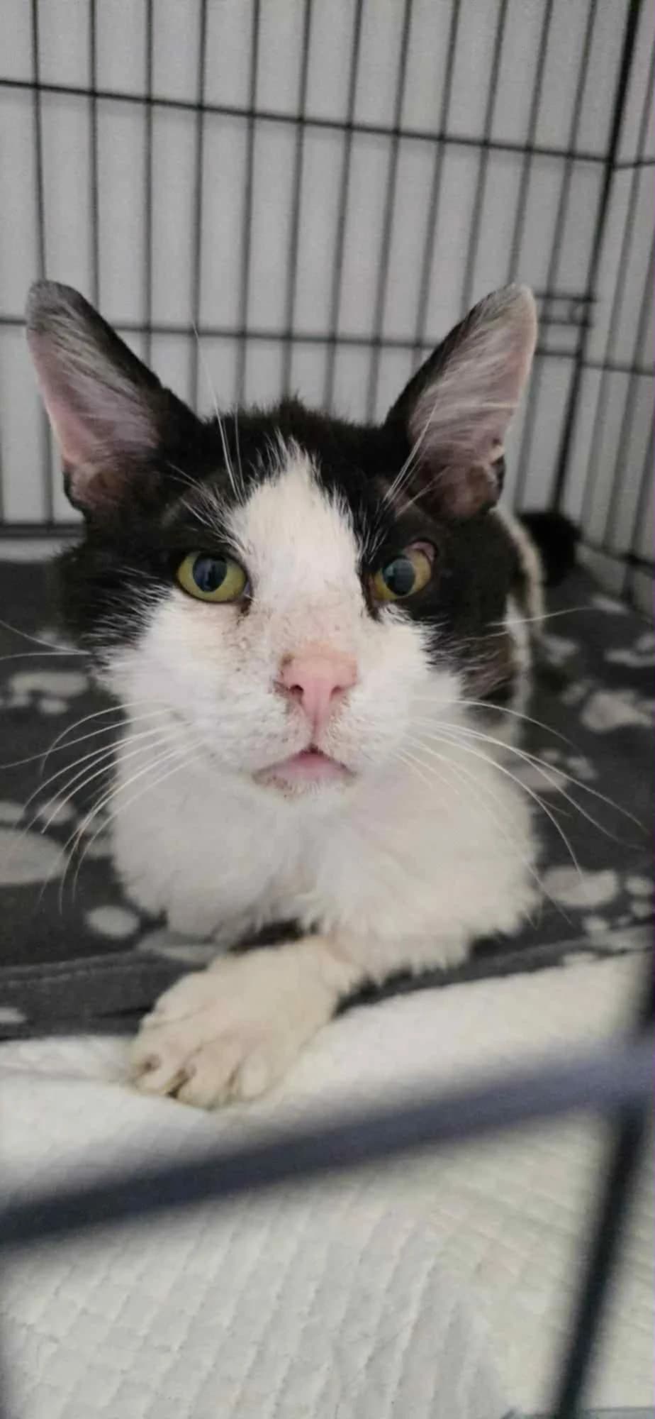 Vin, male senior Mixed Breed for adoption at Tatzencrew e.V., Neuhausen