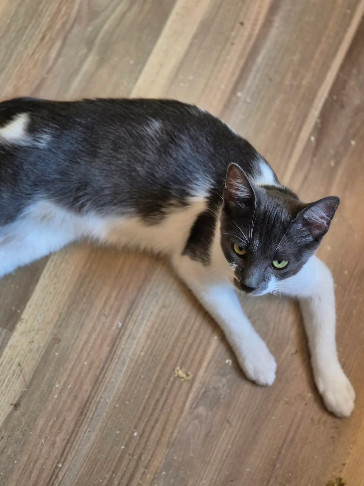 Strolchi, male young Mixed Breed for adoption at Tatzencrew e.V., Neuhausen