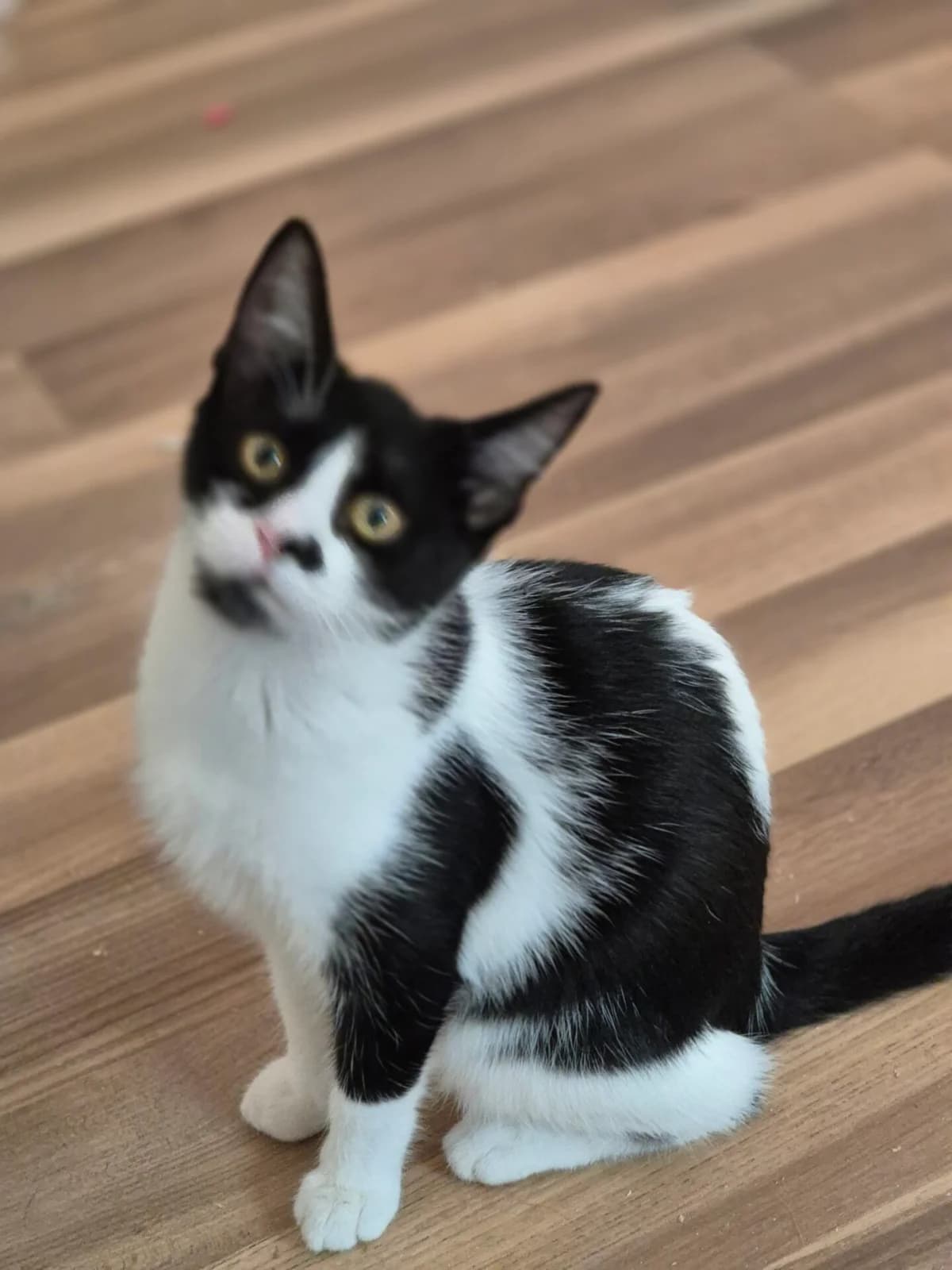 Feli, female young Mixed Breed for adoption at Tatzencrew e.V., Neuhausen