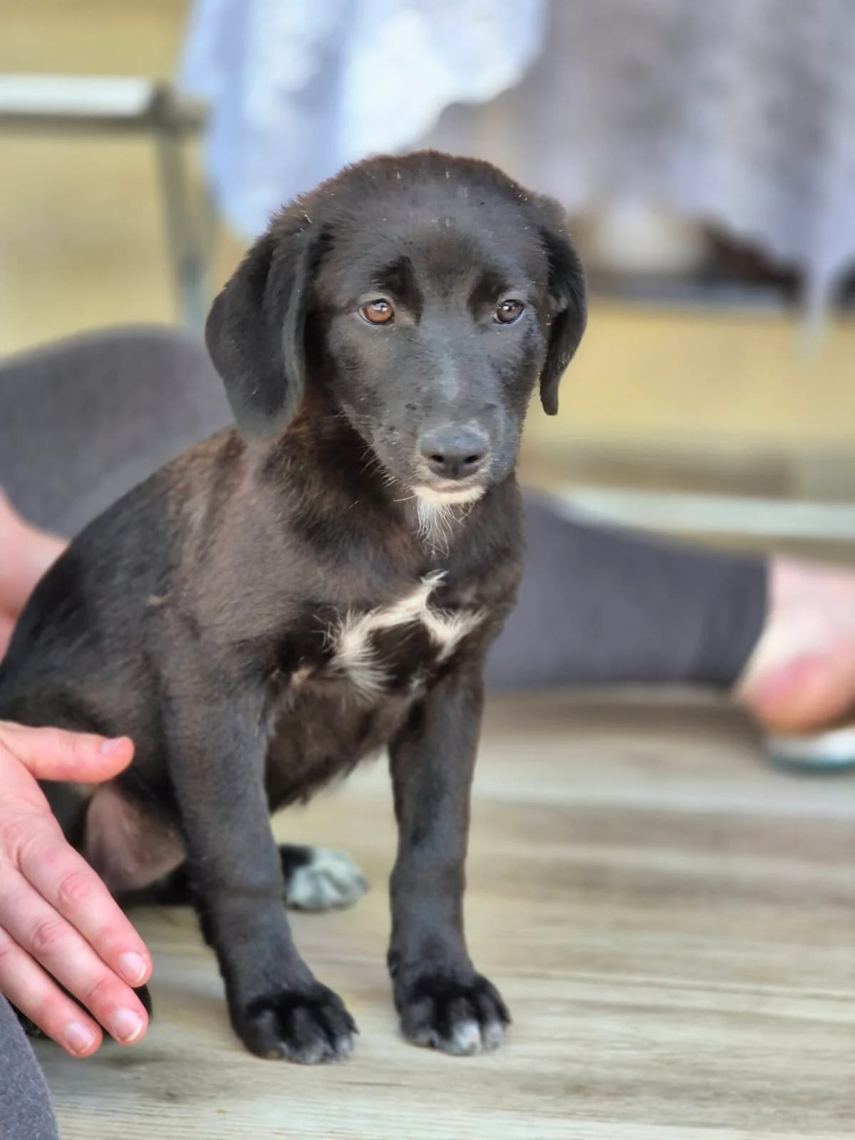 Bibi, female puppy Mixed Breed for adoption at Tatzencrew e.V., Neuhausen