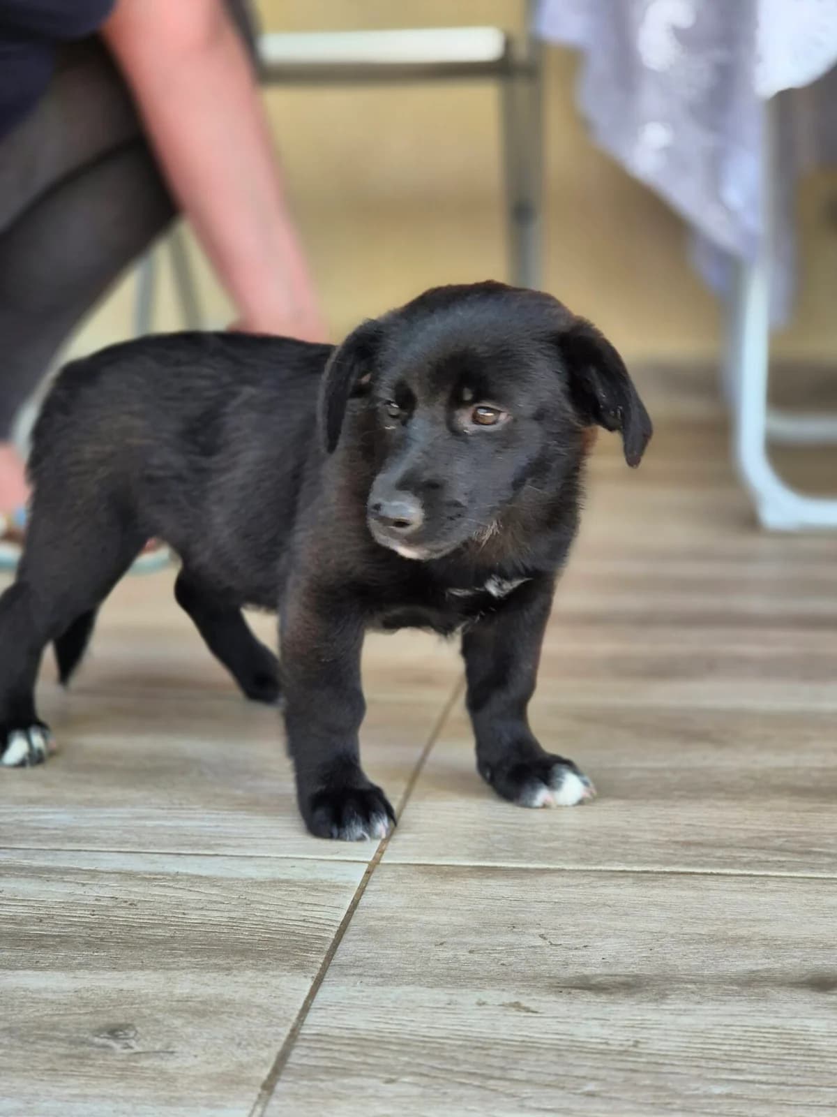 Tina, female puppy Mixed Breed for adoption at Tatzencrew e.V., Neuhausen