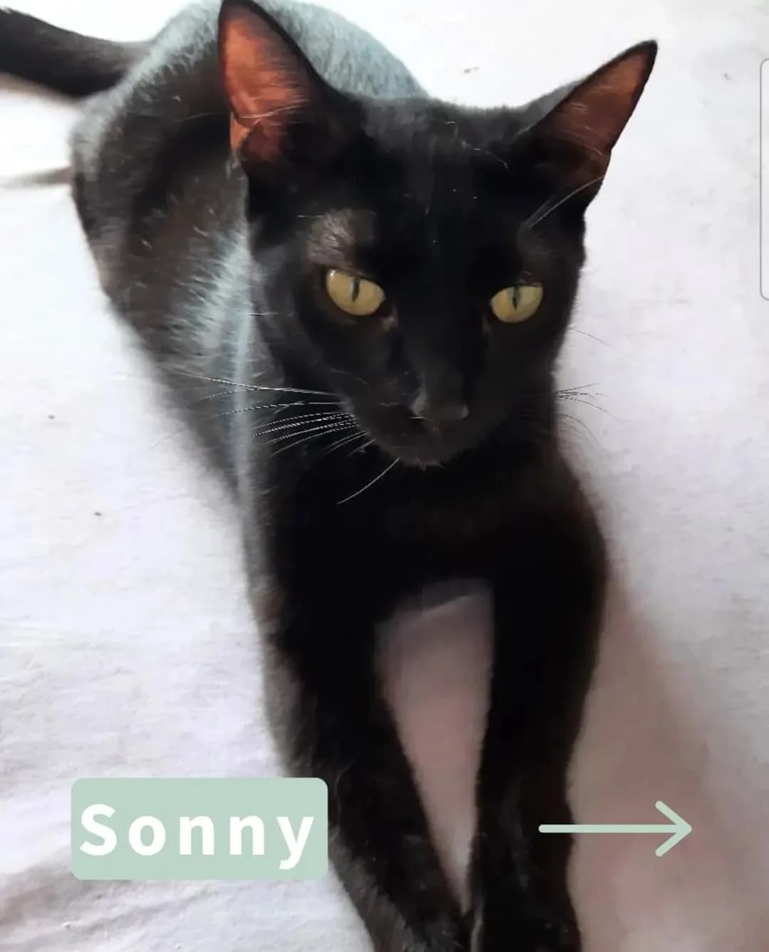Sonny, male puppy Mixed Breed for adoption at Tatzencrew e.V., Neuhausen