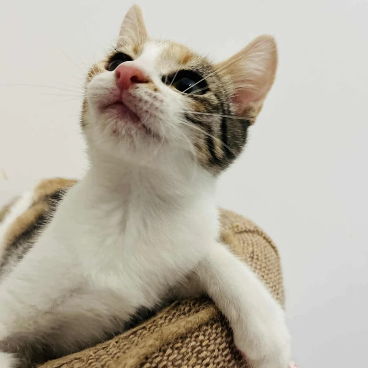 Flora, female young Mixed Breed for adoption at Tatzencrew e.V., Neuhausen