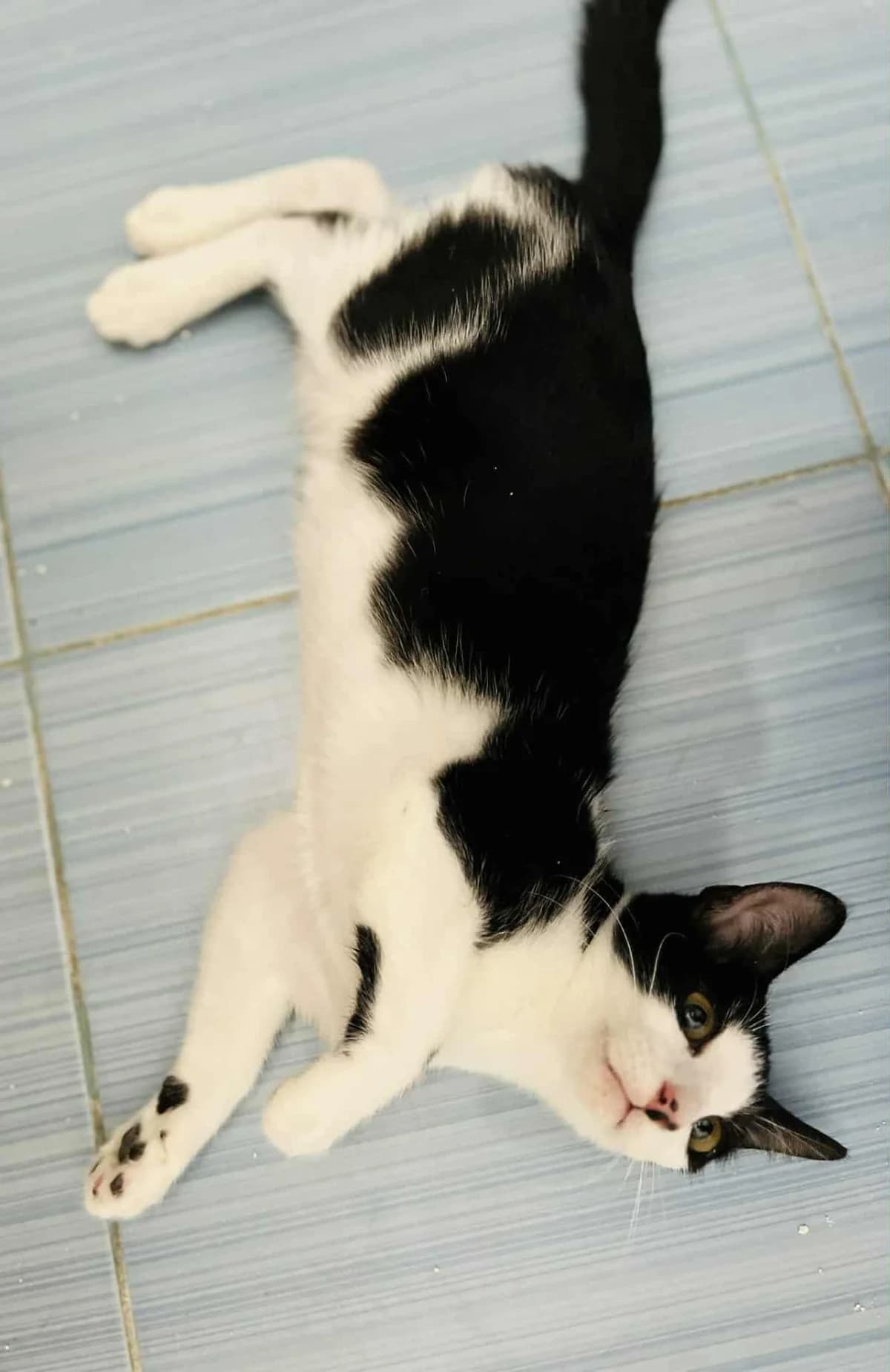 Fauna, female young Mixed Breed for adoption at Tatzencrew e.V., Neuhausen
