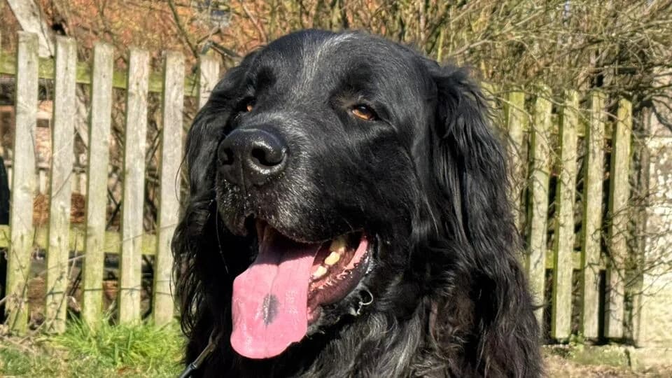 Bo, male 6yo mixed breed for adoption at TERRA MATER e.V. Tierauffangstation Lustadt