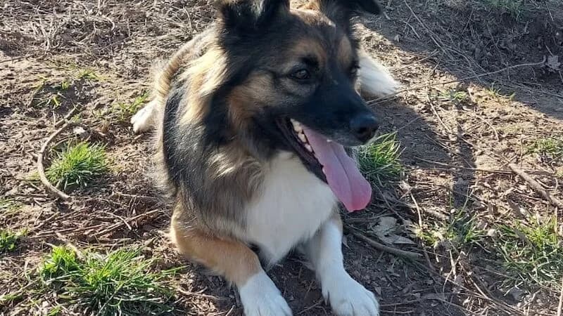 Don,  3yo Mixed Breed for adoption at TERRA MATER Tierauffangstation Lustadt