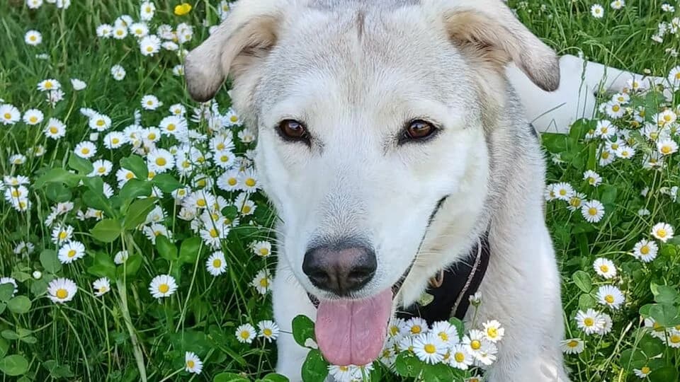Harley, female 4yo Mixed Breed for adoption at TERRA MATER Tierauffangstation Lustadt