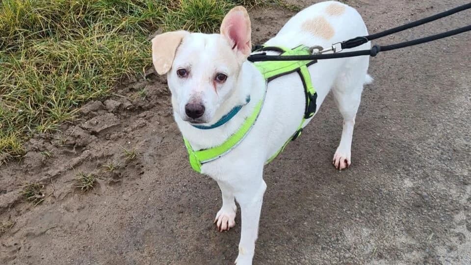 Lissy, female senior Mixed Breed for adoption at TERRA MATER Tierauffangstation Lustadt