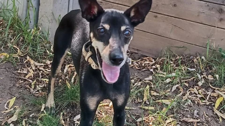Nikita, female senior Mixed Breed for adoption at TERRA MATER Tierauffangstation Lustadt