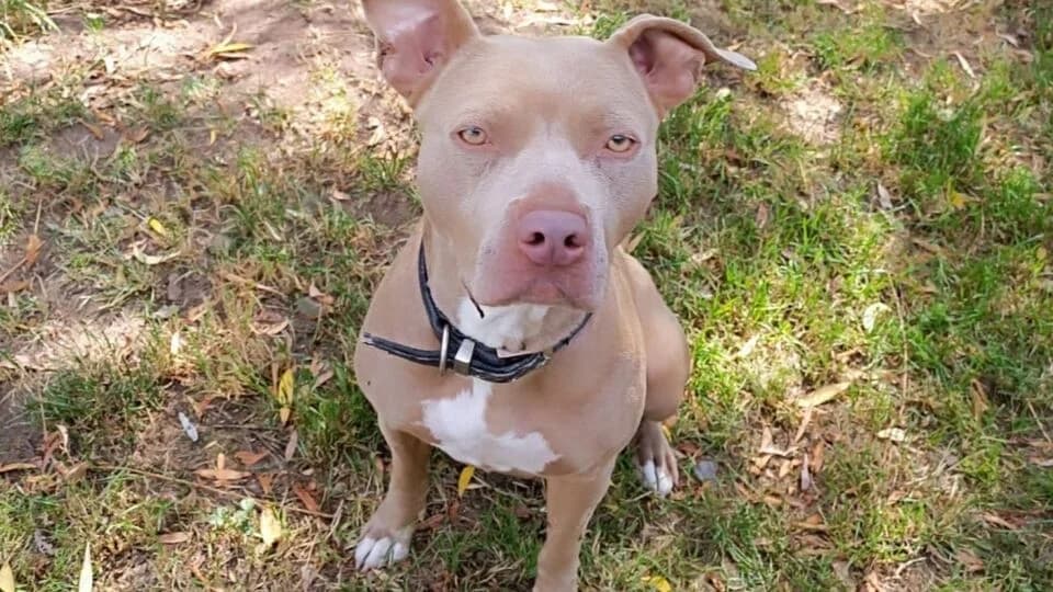 Poppi, female Mixed Breed for adoption at TERRA MATER Tierauffangstation Lustadt
