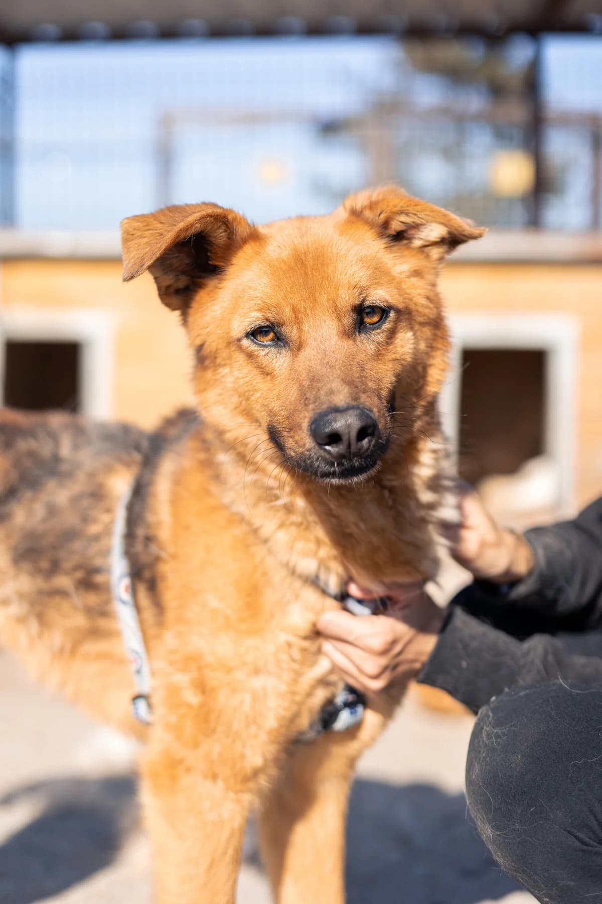Michol, male 6yo Mixed Breed for adoption at Thats Pets Rescue e.V.