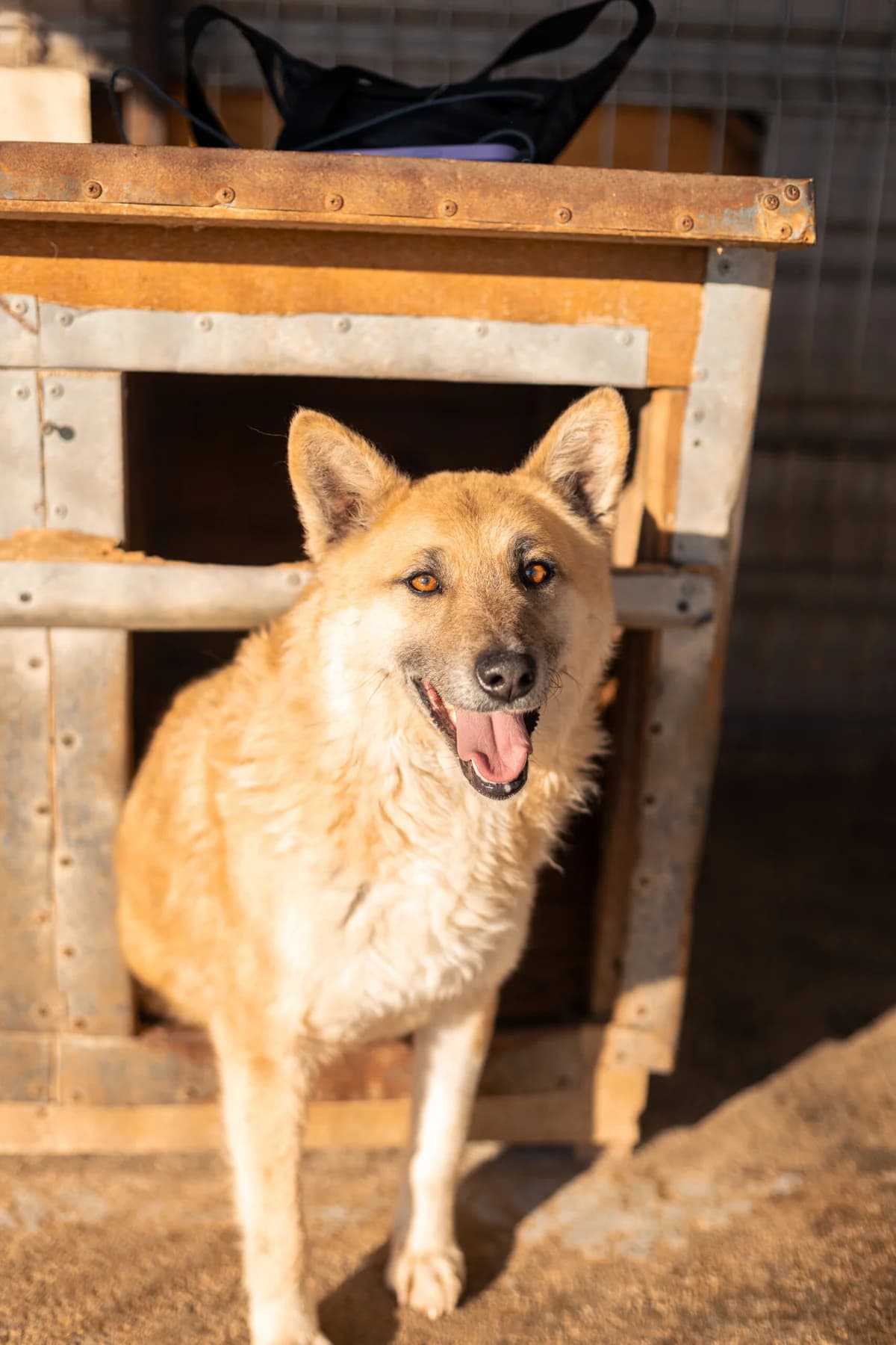 Charlie, male 6yo Mixed Breed for adoption at Thats Pets Rescue e.V.