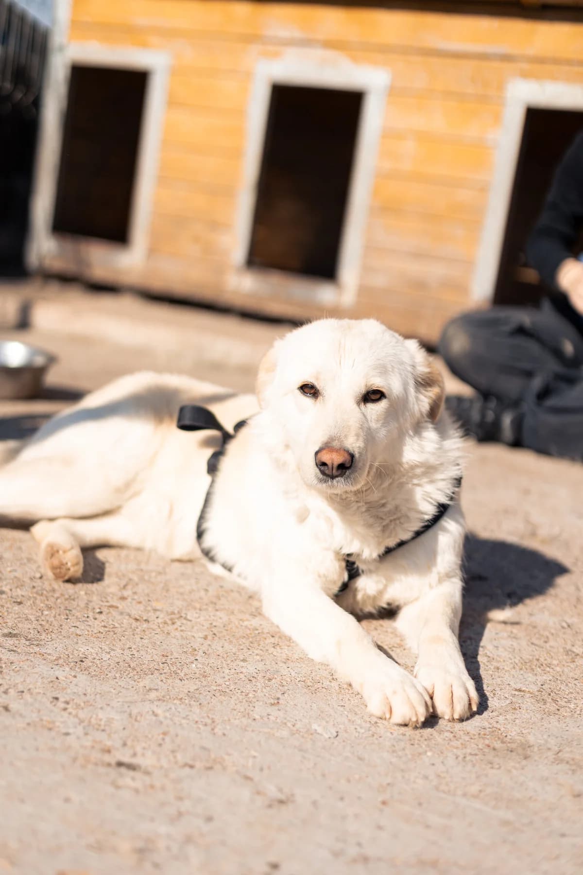 Sara, female 6yo Mixed Breed for adoption at Thats Pets Rescue e.V.