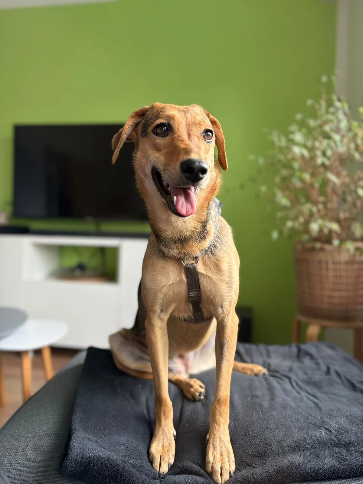 Cami, female 6yo Mixed Breed for adoption at Thats Pets Rescue e.V.