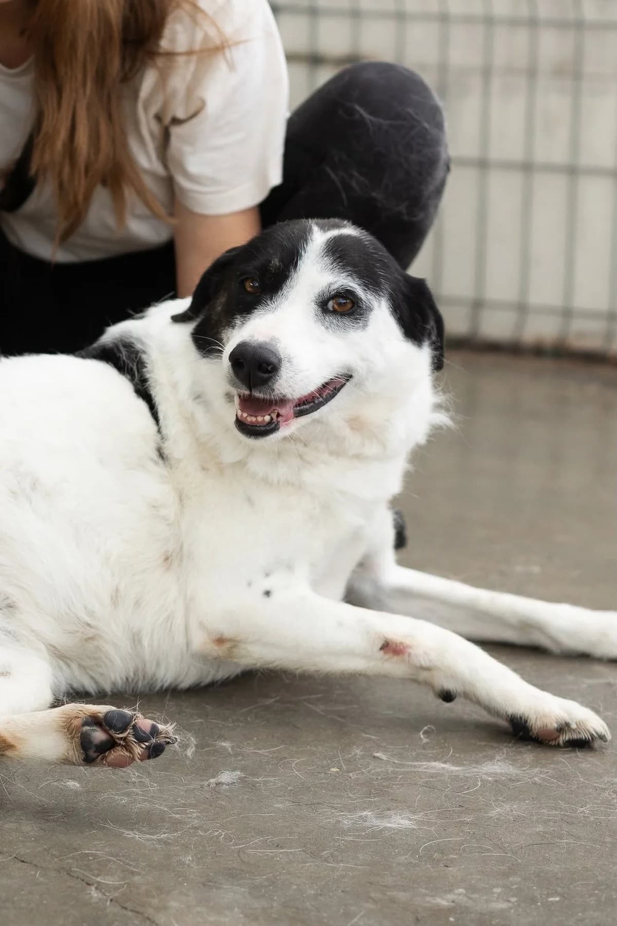 Misty, female 6yo Mixed Breed for adoption at Thats Pets Rescue e.V.
