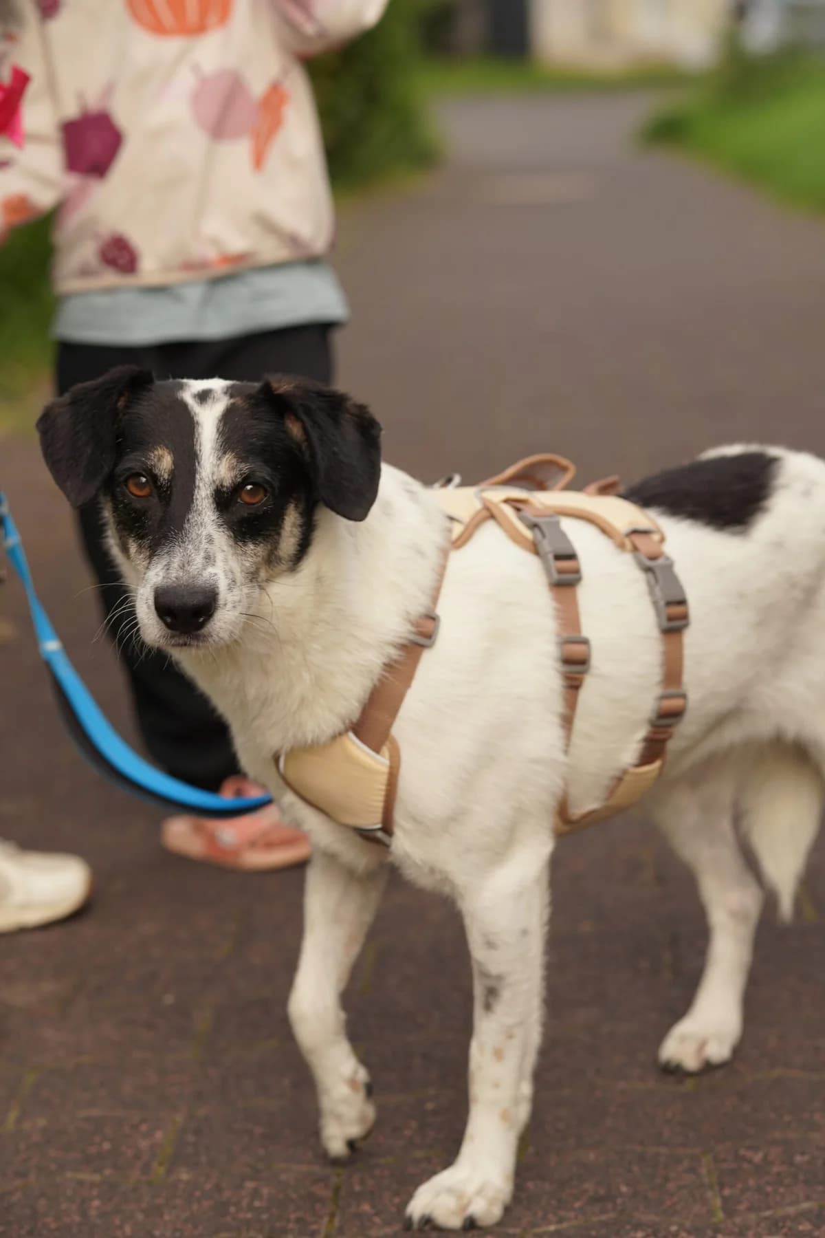 Mimo, female 6yo Mixed Breed for adoption at Thats Pets Rescue e.V.
